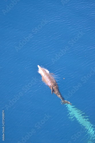 Bottle-nose Dolphin, Tursiops truncatus, jumping out of the water, Atlantic ocean 