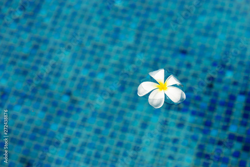 frangipani flower floating in clear blue water