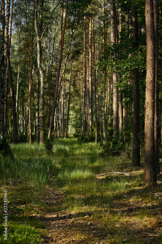 Fototapeta Naklejka Na Ścianę i Meble -  Green landscape of beautiful summer  forest at sunrise