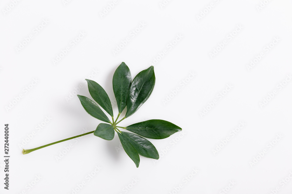 Obraz premium Tropical green leaf frame on white background