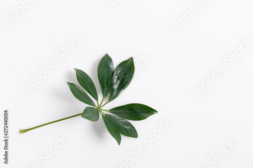 Fototapeta Naklejka Na Ścianę i Meble -  Tropical green leaf frame on white background