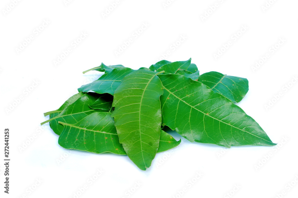 Obraz premium Neem leaves are used in agriculture to help eliminate insects.(with Clipping Path).