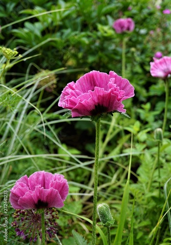 Papaver orientalis Central Park