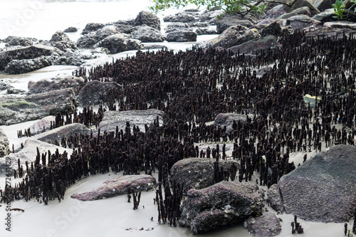 Mini cidade ou raízes?