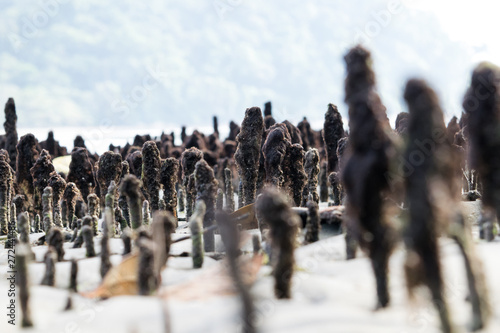 Respiradouro do mangue