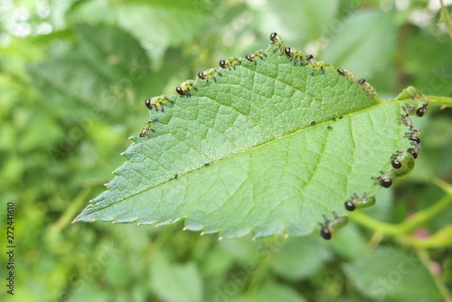 バラの葉を食べる虫 - Caterpillars eating the rose leaf