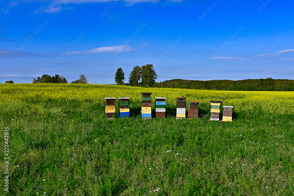 beehives standing in a field with yellow flowers beehives standing in a field with yellow flowers