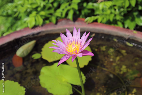 Beautiful water lily flower in a stone water pot