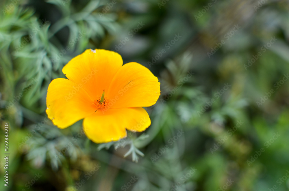 Orange eschscholzia on the meadow closeup with blured background Orange eschscholzia on the meadow closeup with blured background