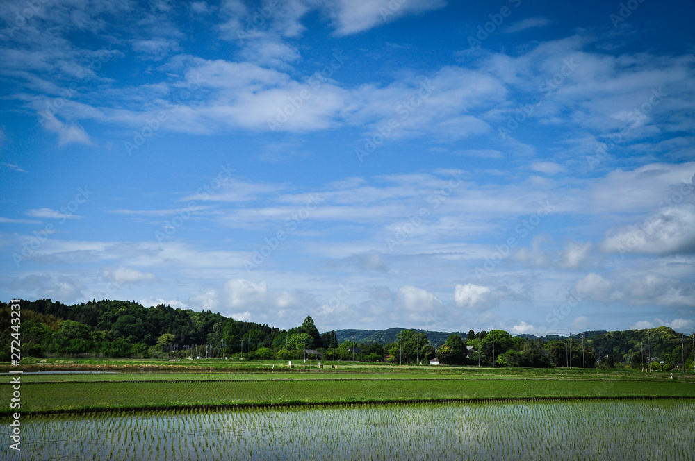 Rice field in Ichikawa City, Chiba, Japan
