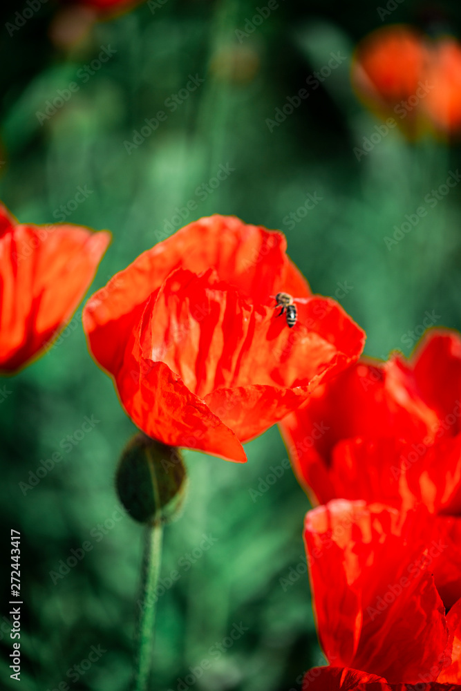 Beautiful poppies with a green background Beautiful poppies with a green background