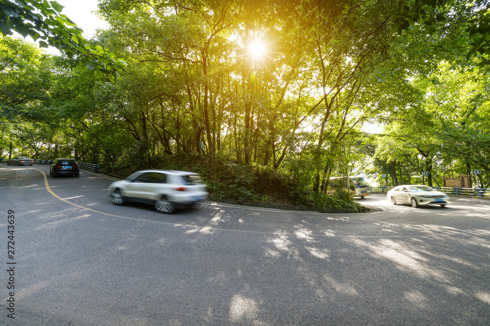 Cars pass through the forest from asphalt road