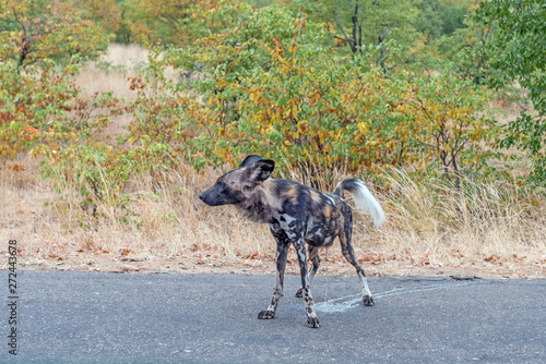 Wild dog, Lycaon Pictus, also called painted dog, peeing photo