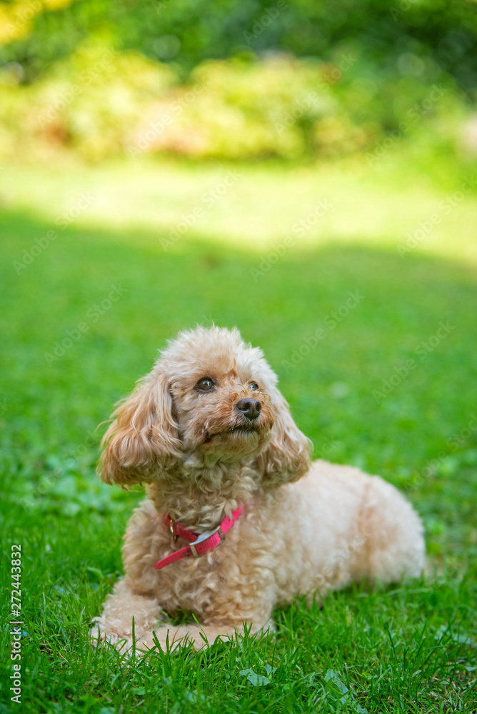 Apricot poodle is resting in the garden