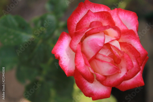 Pink rose flower in a garden  close up