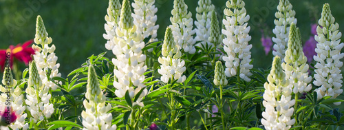 A lot of white lupines field. Rustic garden on the background of a wooden house photo