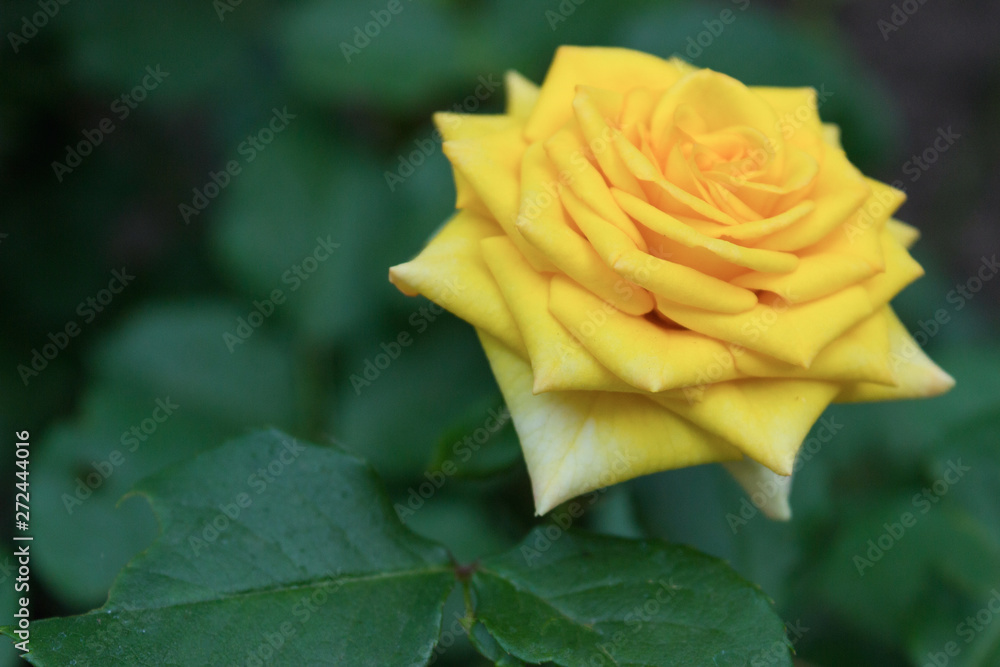 Yellow rose flower in a garden, close up Yellow rose flower in a garden, close up