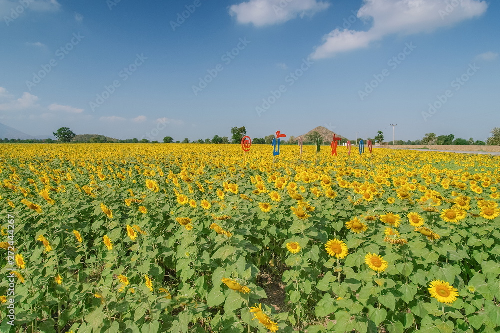 Beautiful Sunflower blossom in the field with blue sky background, Ban Hua Dong, Lopburi, Thailand.
