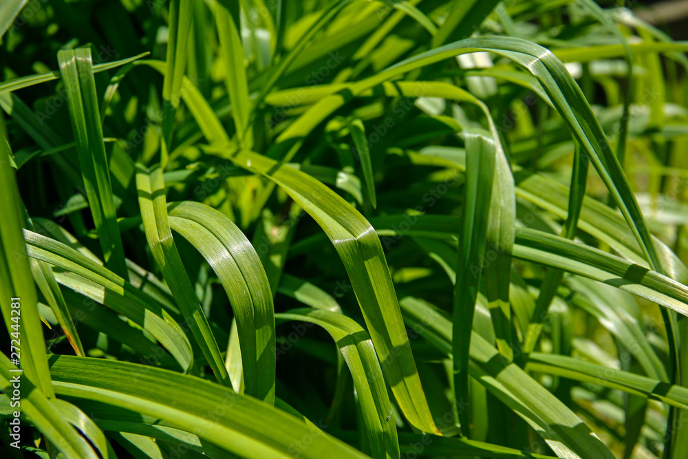 Fototapeta premium decorative grass background or texture