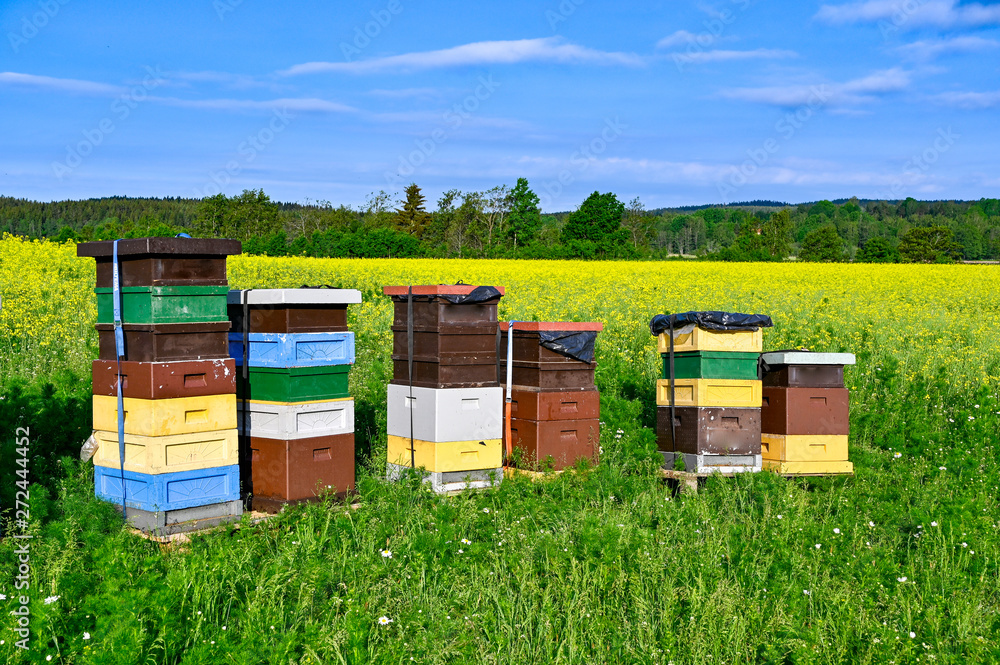 beehives standing in a field with yellow flowers beehives standing in a field with yellow flowers