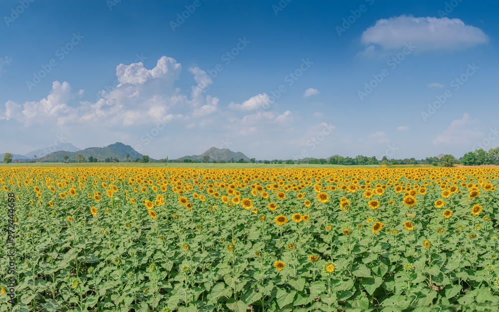 Beautiful Sunflower blossom in the field with blue sky background, Ban Hua Dong, Lopburi, Thailand.