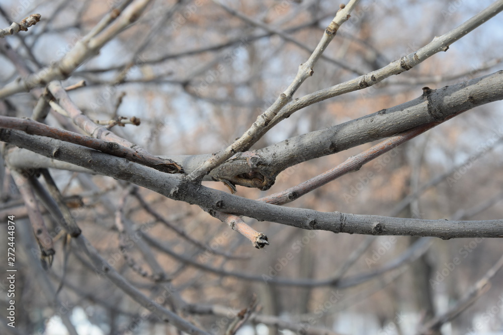 grey branches in winter time are waiting for a spring grey branches in winter time are waiting for a spring