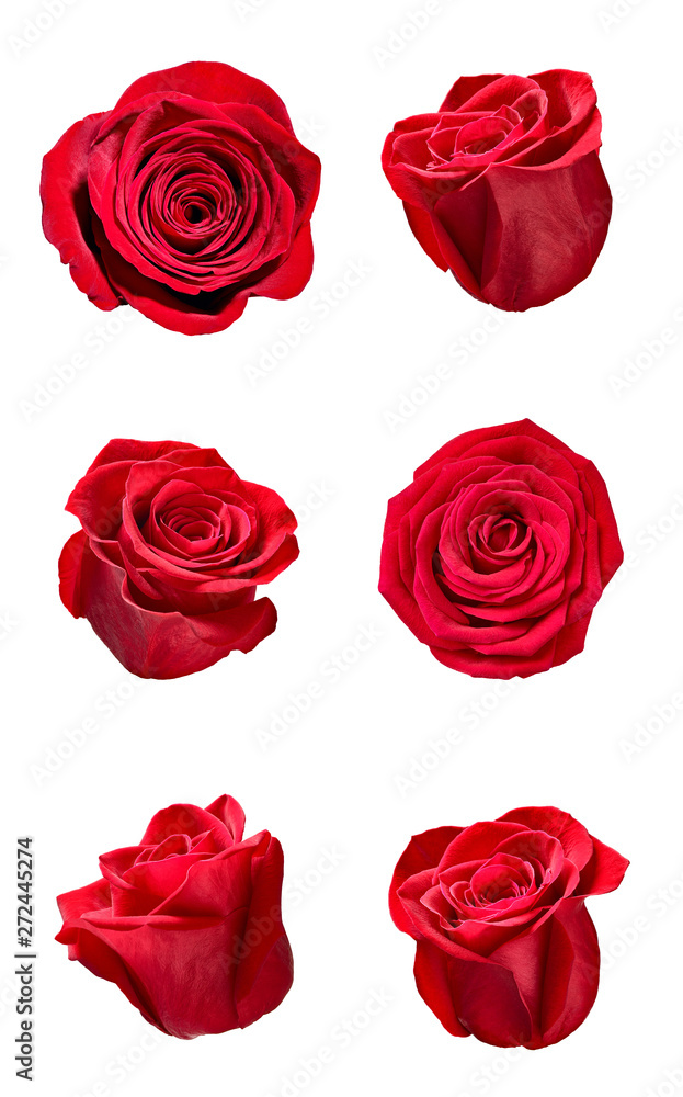 Naklejka premium flower rose petal blosspm background