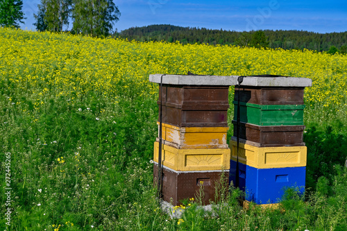 beehives standing in a field with yellow flowers © Jonas