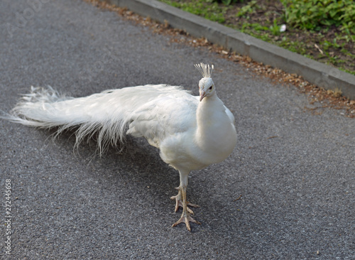 White peafowl (Pavo cristatus) on track in park. New York City photo