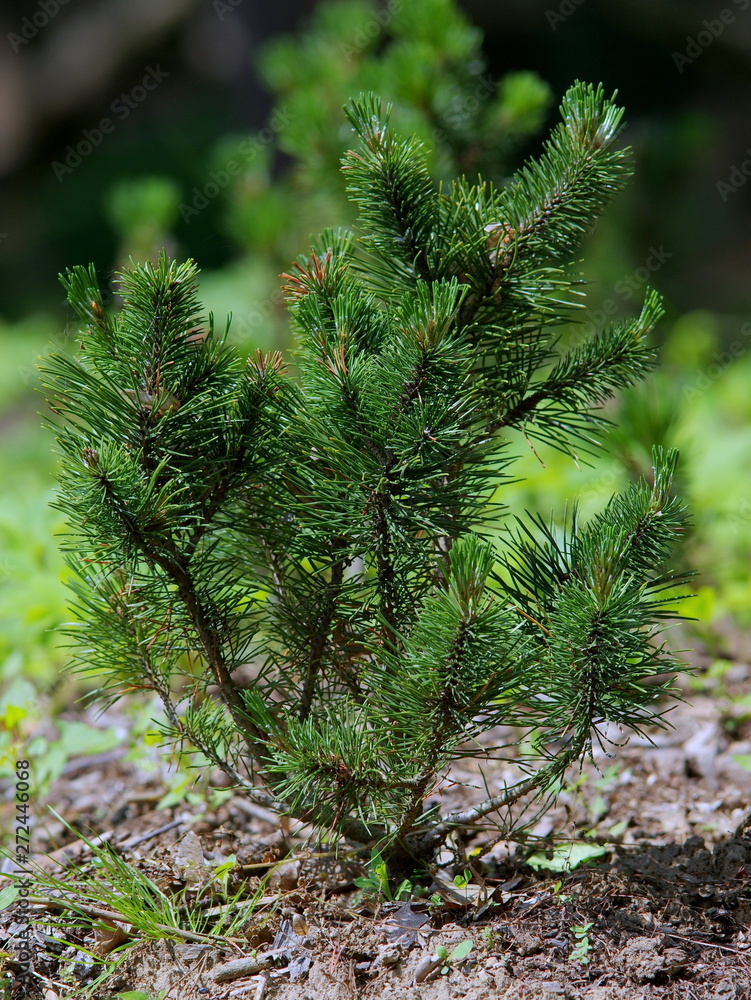 Pine branch with cones Pine branch with cones