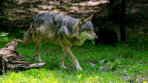 Wild dangerous wolf © Konrad_elx
