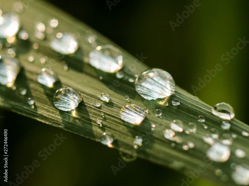 raindrops on green leaves sparkle in the sun