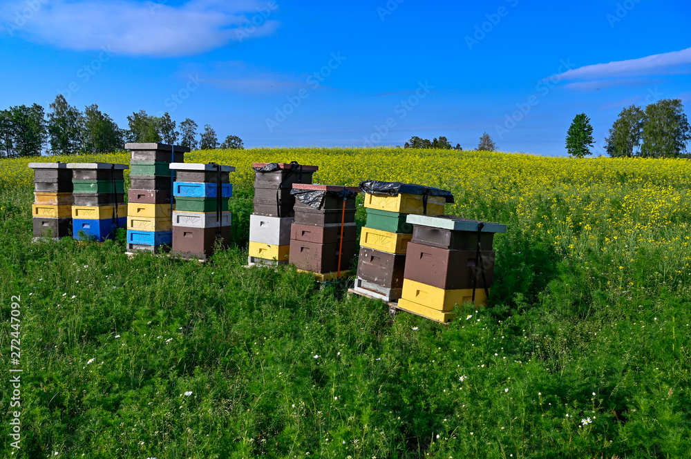 beehives standing in a field with yellow flowers beehives standing in a field with yellow flowers