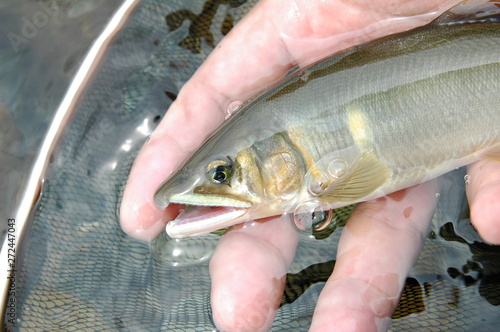 鮎　釣り photo