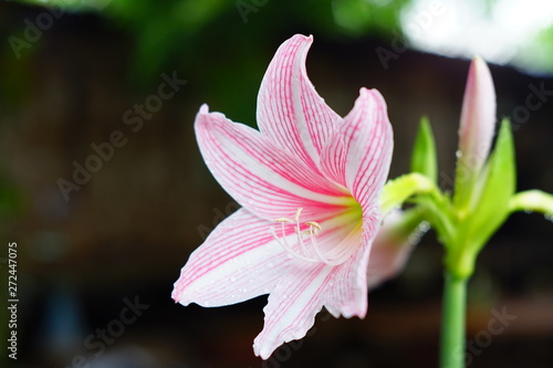 Pink and White Star Lily flower
