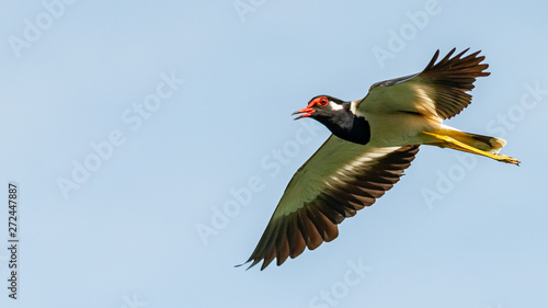Red-Wattled Lapwing in flight with blue sky  background © phichak