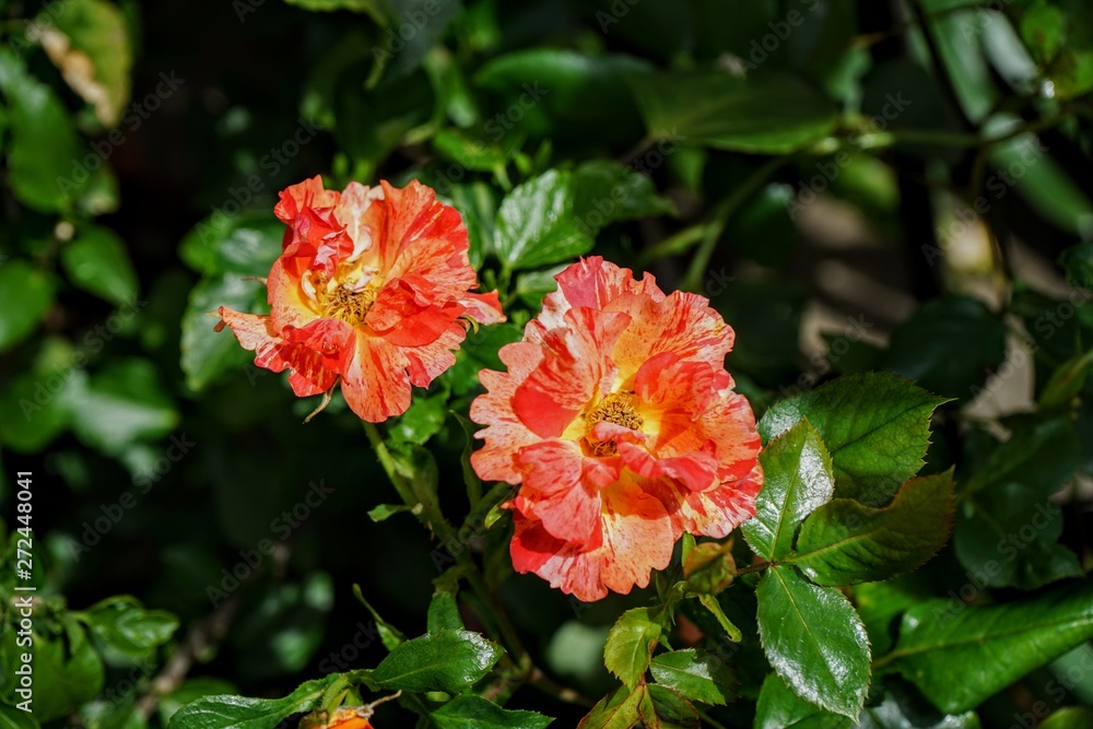 Brilliant Red and Yellow Roses in a Garden Brilliant Red and Yellow Roses in a Garden