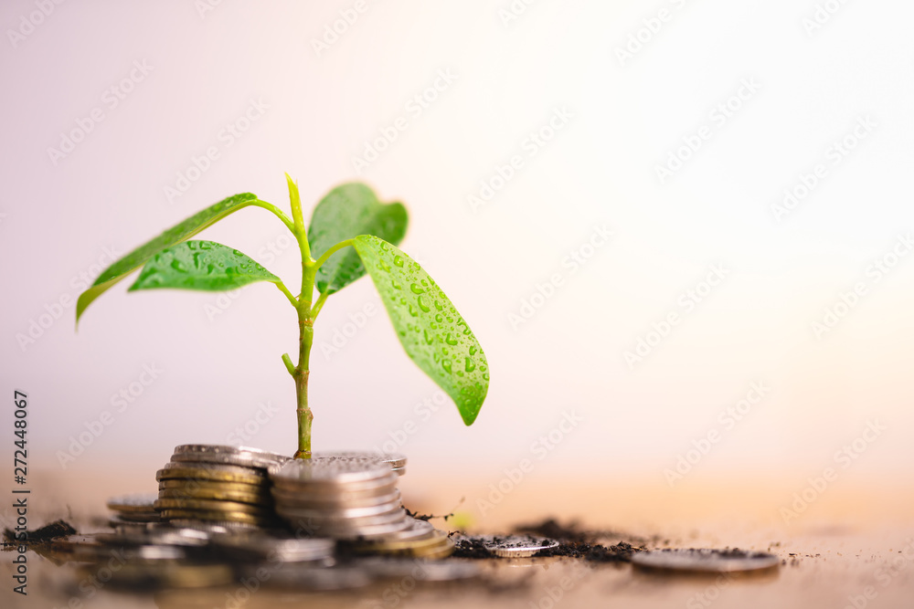 Young plant grow and coins stack, Pension fund, 401K, Passive income, Investment and retirement concept. savings and making money, Business investment growth concept. Risk management. - obrazy, fototapety, plakaty 