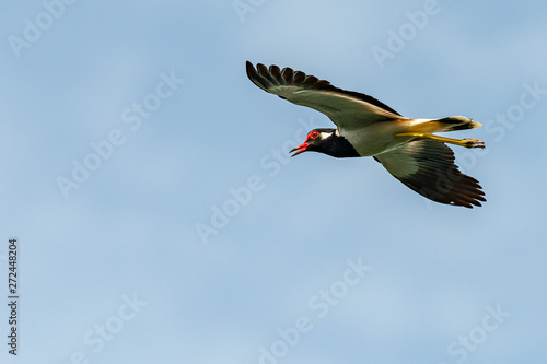 Red-Wattled Lapwing in flight with blue sky  background © phichak