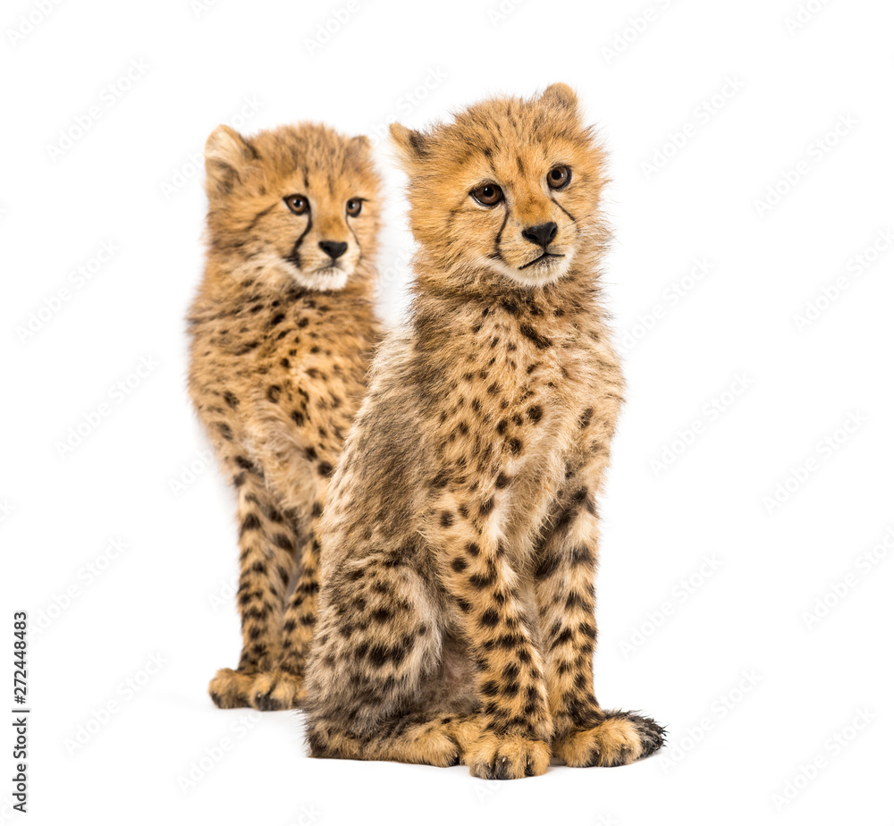Obraz premium Couple of three months old cheetah cubs, isolated on white