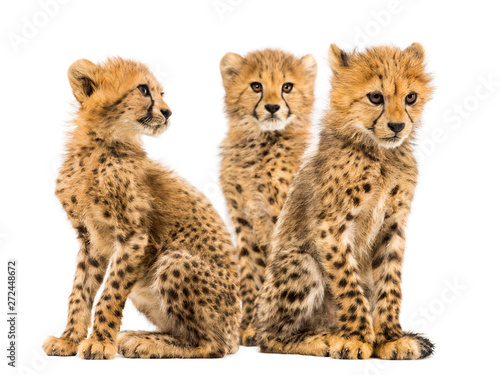 Group of a family of three months old cheetah cubs sitting