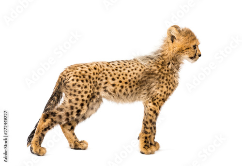 Fototapeta Naklejka Na Ścianę i Meble -  Side view of three months old cheetah cub standing, isolated