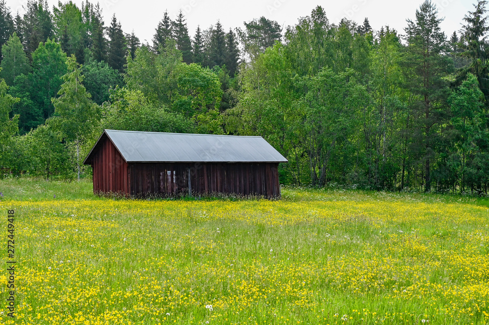 old red barn standing on a field of yellow flowers old red barn standing on a field of yellow flowers