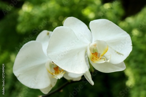 Beautiful orchid flower in tropical