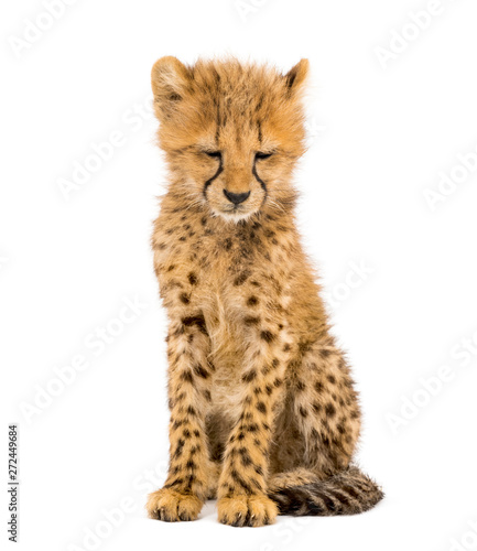 three months old cheetah cub sitting, isolated on white