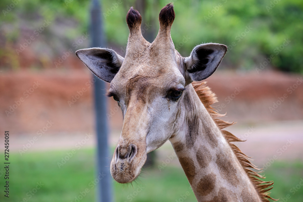 Naklejka premium head shot giraffe in the zoo in Thailand
