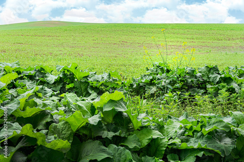 Fototapeta Naklejka Na Ścianę i Meble -  Green field. Beautiful panorama of the spring field and sky,. Spring, Mazury, Poland.