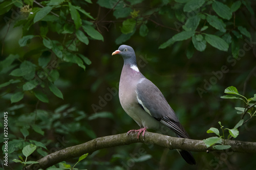 Wood pigeon sitting on a branch