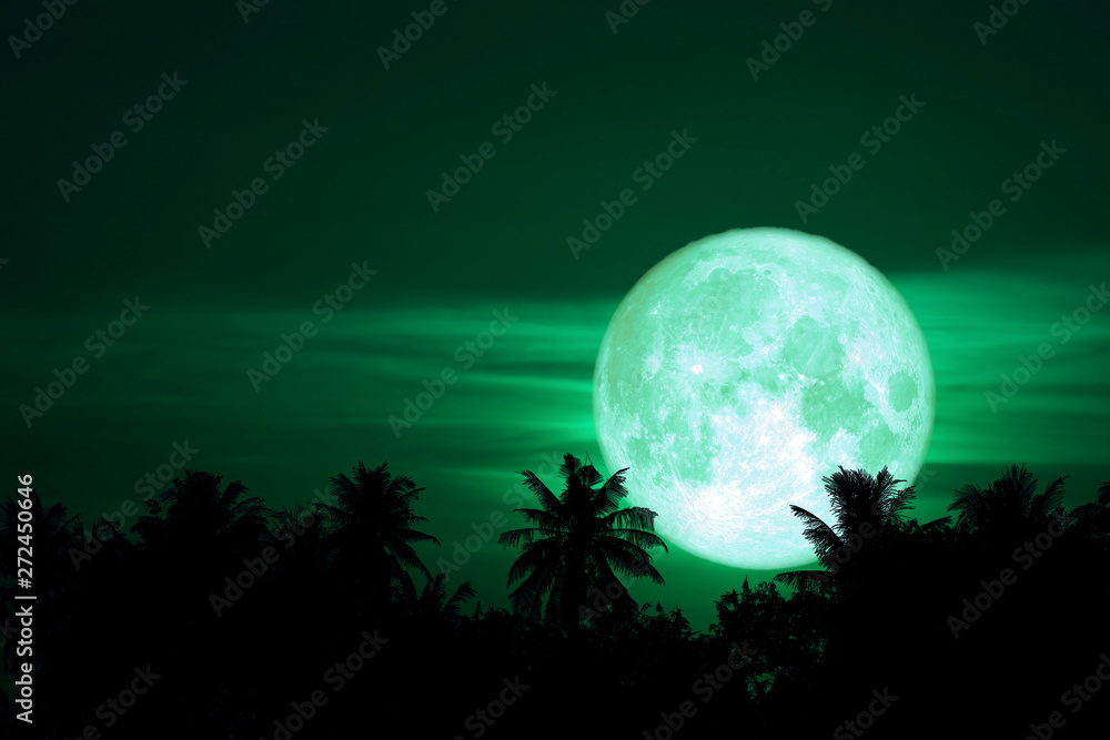 full flower moon back on silhouette plant and trees on night sky full flower moon back on silhouette plant and trees on night sky