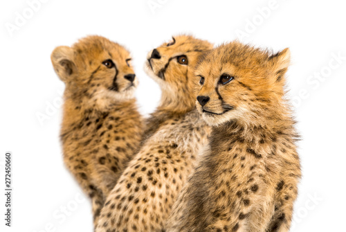Photography Close-up on a family of three months old cheetah cubs, isolated on white
